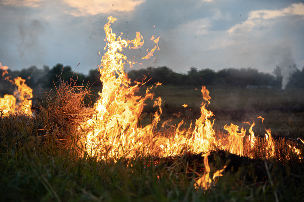 Incendio di vegetazione, coinvolti 1.800 metri quadrati